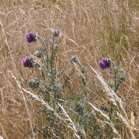 An Der Havel Гостевой дом Хафельберг